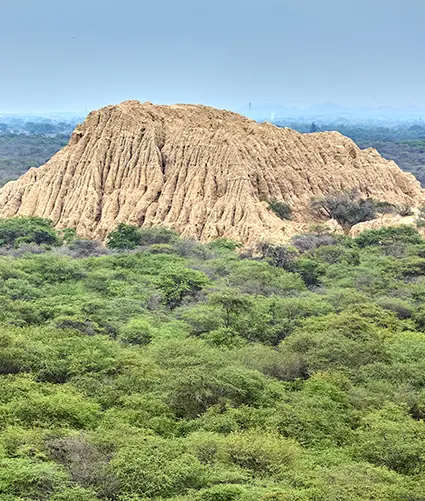 Bosque de Pómac and Sicán