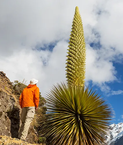 Puya de Raimondi