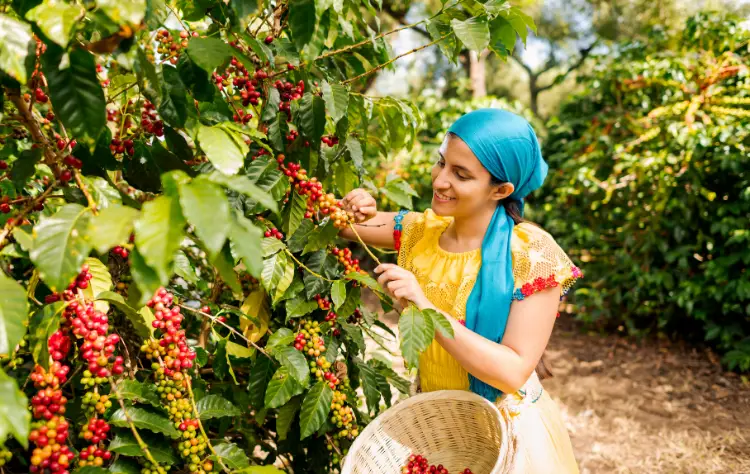 The Coffee Region and the Luxury of Slowing Down