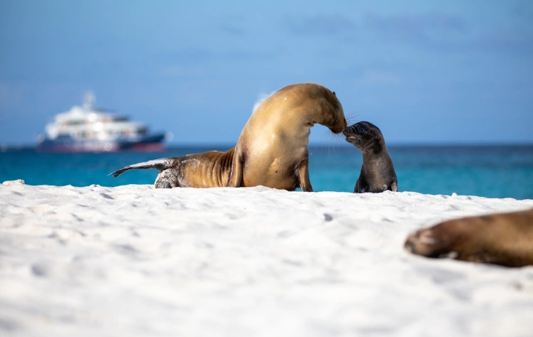 The Galápagos Change the Logic of Travel