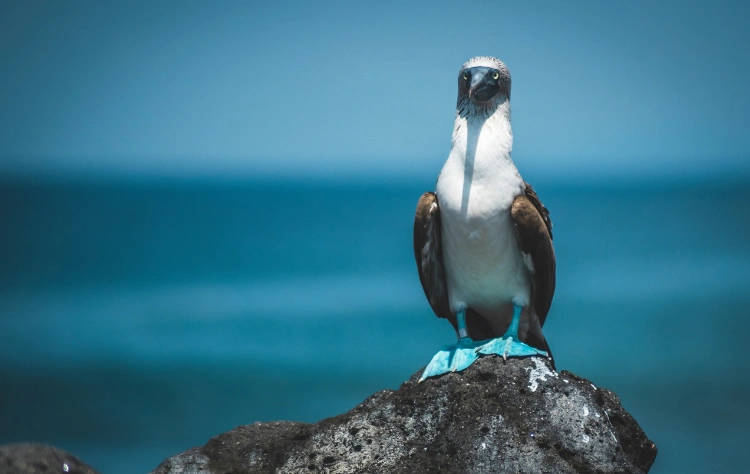 The Galápagos and a Different Relationship With Nature and Culture as Complementary Experiences