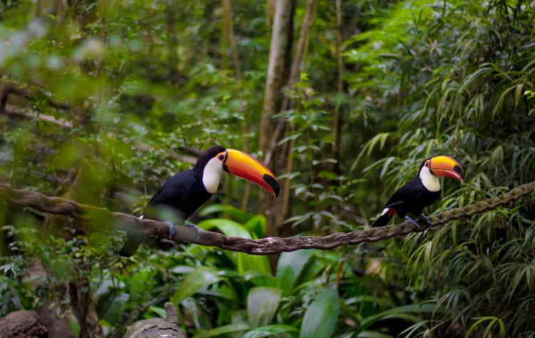 The Rainforest Is Part of the Experience