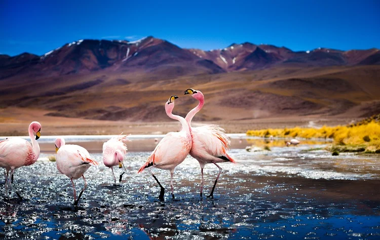 Why Bolivia Requires Patience