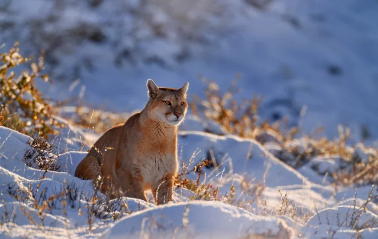 Wildlife and Environmental Presence