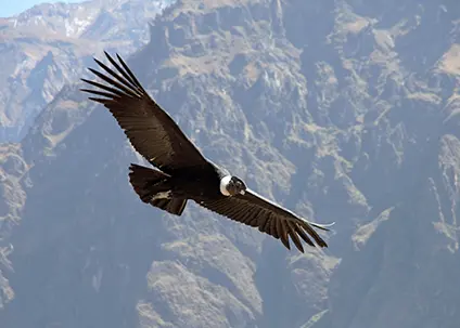 Arequipa & the Colca Canyon