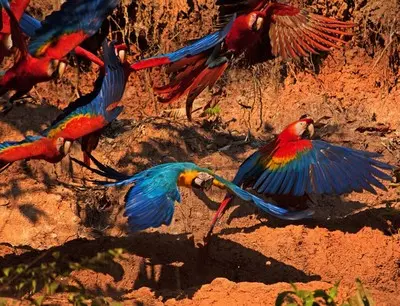 Machu Picchu and Amazon Tours Itinerary