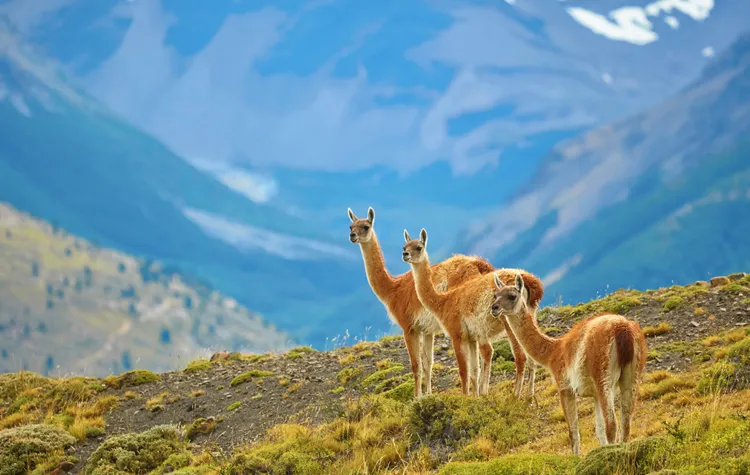 Wildlife and Quiet Observation