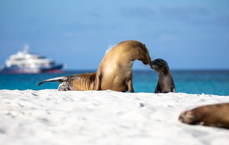 Wildlife and the Absence of Distance