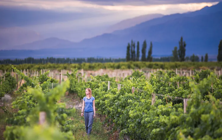 Wine and Landscape Cannot Be Separated