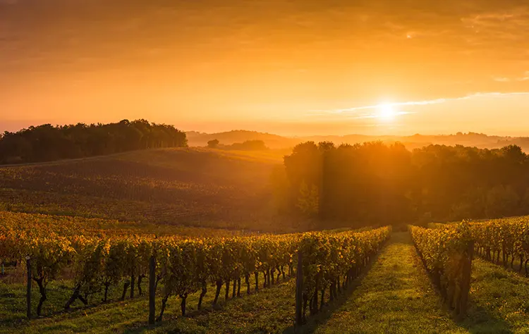 Wine Is Not the Activity It Is the Framework